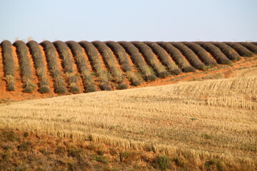 campo de lavanda