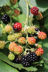 On the branch ripen the blackberries (Rubus fruticosus)