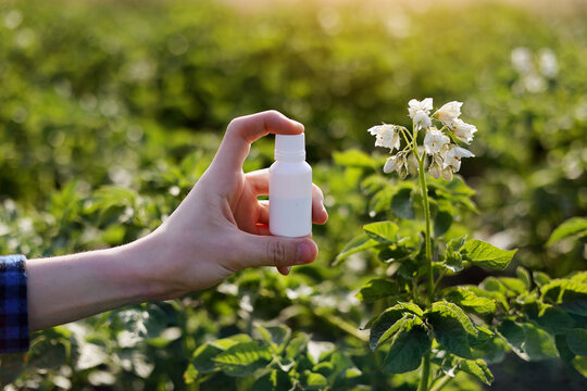 Garden season problems and solution. Cropped photo hand of farmer holds white bottle with mock up for poison, pesticide liquid from plant diseases and pests on natural potatoes blooming background