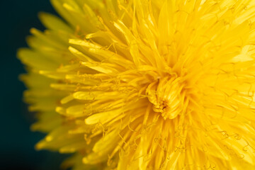 extremly  macro shot of yellow flower- dandelion