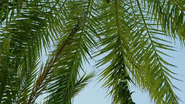 Palmen von unten bei niedrigem Kamerawinkel. Leichter Wind. Strahlend blauer Himmel. Tropische kokospalmenblätter im sonnenlicht. Strand auf der tropischen insel. Hoch schauen. Hintergrund für Werbung