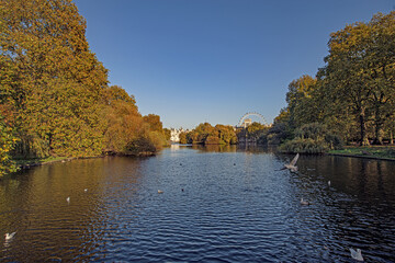 St. James park at London. Beautiful cityscape from a green park and with the London Eye in the...