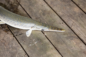 Alligator gar fish on dock.