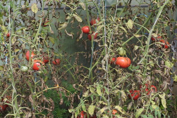 Tomatoes in the greenhouse. Vegetable growing in the backyard.