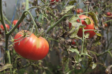 Vegetable growing in the backyard. A large red tomato in a greenhouse. Harvest tomatoes in the greenhouse. 