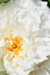 Obraz na płótnie Canvas beautiful white peony flower background. macro shot. sunny day