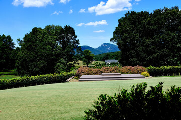 Scenic  showing vineyard with mountains in the background.
