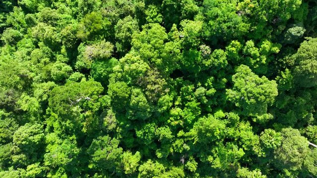 Sunlight filters through a lush canopy of trees in a tropical rainforest, The vibrant foliage with a glow. A drone soars above, capturing nature's breathtaking tapestry. Forest and nature concept.
