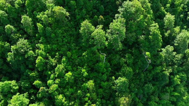 Towering trees, adorned with hanging vines, stretch towards the heavens, their crowns forming a dense canopy that filters the sunlight into a dappled mosaic. Forest and nature concept. 4K
