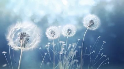 Foto op Plexiglas dandelions in the wind with seeds scattering on a blue background © alex