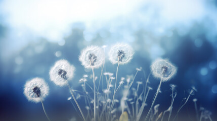 dandelions in the wind with seeds scattering on a blue background