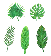 Fotobehang Tropische bladeren set tropical leaves, digital illustration.