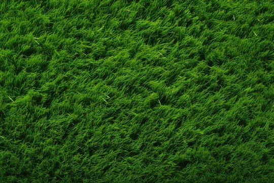 Wide format background image of green carpet of neatly trimmed grass