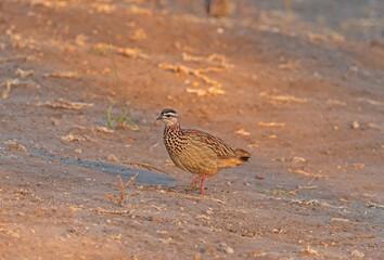 A crested francolin (Ortygornis sephaena) searching for food