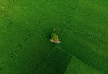 Minimalist aerial landscape and top view of tree standing in farmlands