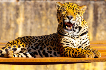 Magnificent jaguar portrait in selective focus. Largest wild cat in the Americas