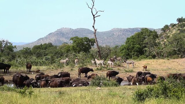 African buffalo and plain zebra in waterhole scenery in Kruger National park, South Africa ; Specie Syncerus caffer family of Bovidae