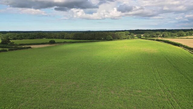 Norfolk, East Anglia, UK &ndash; August 28 2023. Pull back descending aerial footage of a sugar beet field in East Anglia, rural Norfolk