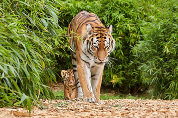 Tiger cub walking with his mother, amur tiger (Panthera tigris).