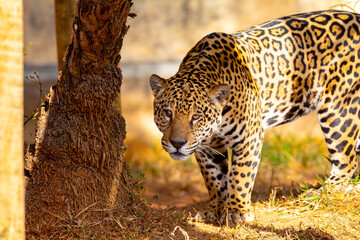 Magnificent jaguar portrait in selective focus. Largest wild cat in the Americas