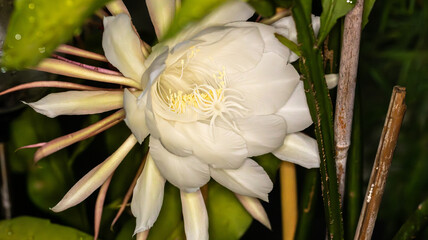 L’Epiphyllum oxypetalum, couramment appelé Epiphyllum à larges feuilles ou Berceau de Moïse...