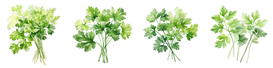 Chervil Botanical View On A Clean White Background Soft Watercolour Transparent Background