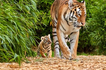 Tiger cub walking with his mother, amur tiger (Panthera tigris). - obrazy, fototapety, plakaty