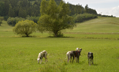 windhunde draussen