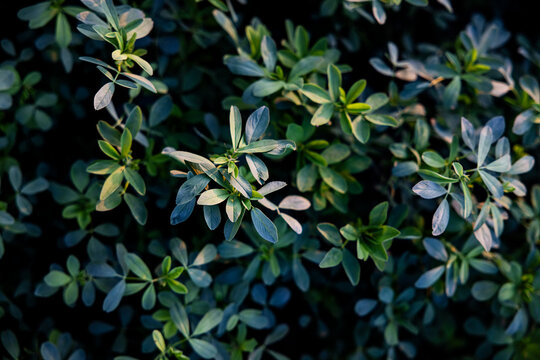 Texture of alfalfa field