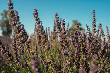 Lavender field with summer blue sky close-up, Ukraine, retro toned, web banner format