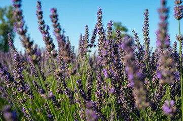 Lavender field with summer blue sky close-up, Ukraine, retro toned, web banner format