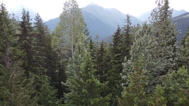 Drone Going Down from Scenic Mountain Valley to Forest Trees. Beautiful British Columbia Canada. Quick Drone Clip.