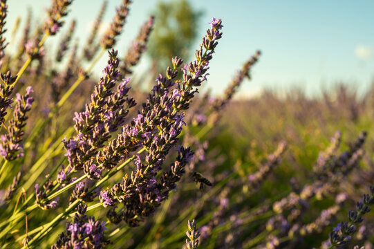Lavender field with summer blue sky close-up, Ukraine, retro toned, web banner format