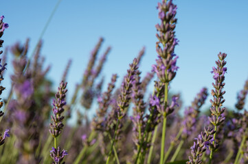 Lavender field with summer blue sky close-up, Ukraine, retro toned, web banner format