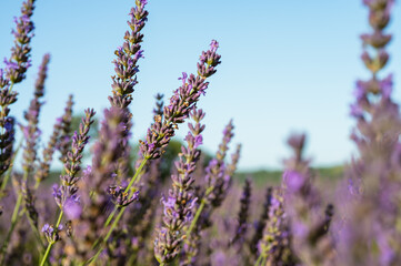 Lavender field with summer blue sky close-up, Ukraine, retro toned, web banner format