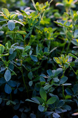 Texture of alfalfa field