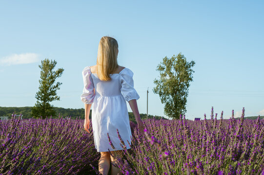 Lavender fields near Lviv, Ukraine. Blooming lavender in summer. A girl in a white summer dress walks through lavender fields, rear view and touches lavender flowers with her hand. Selective focus