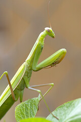 Side profile of a praying mantis.