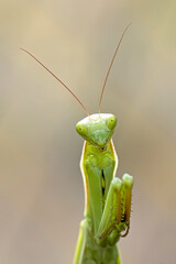 Cute portraiture of a praying mantis.