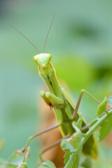 Praying mantis walking towards the camera.