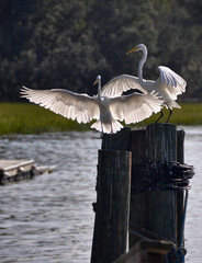 two egrets