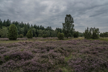 Heather landscape near Wilsede in nordern Germany.