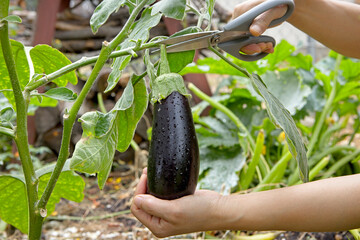 Harvesting an eggplant with scissors.