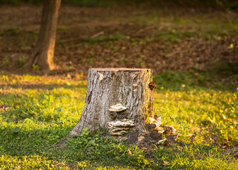 stump in the park