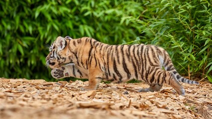 Cute tiger baby portrait outdoor, amur tiger.