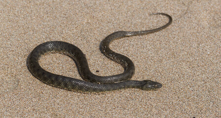 Fototapeta na wymiar Natrix tessellata. The dice snake is a European non venomous snake belonging to the family Colubridae, subfamily Natricinae. The reptile lives on the sandy beach of the Black Sea.