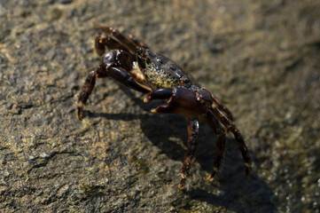 Fototapeta premium Pachygrapsus marmoratus is a species crab, sometimes called the marbled rock crab or marbled crab. Black Sea. Crab in the stones. The mating behavior of the animal, the release of foam.