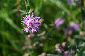 Blooming wildflowers close-up. Beautiful garden with colorful flowers. A bouquet of flowers for a holiday.