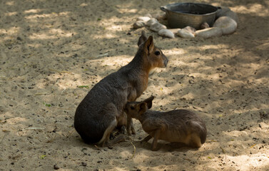 Maras, subfamily Dolichotinae, are a group of rodents in the family Caviidae.