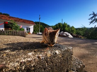 a cute little cat drinks water outside from a concrete hole plash 